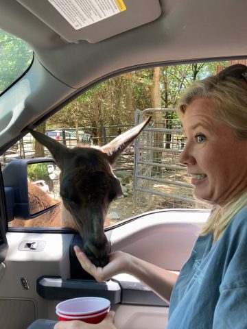 Antony's wife Bridgette freaking out with alpaca eating out of her hand through the car window