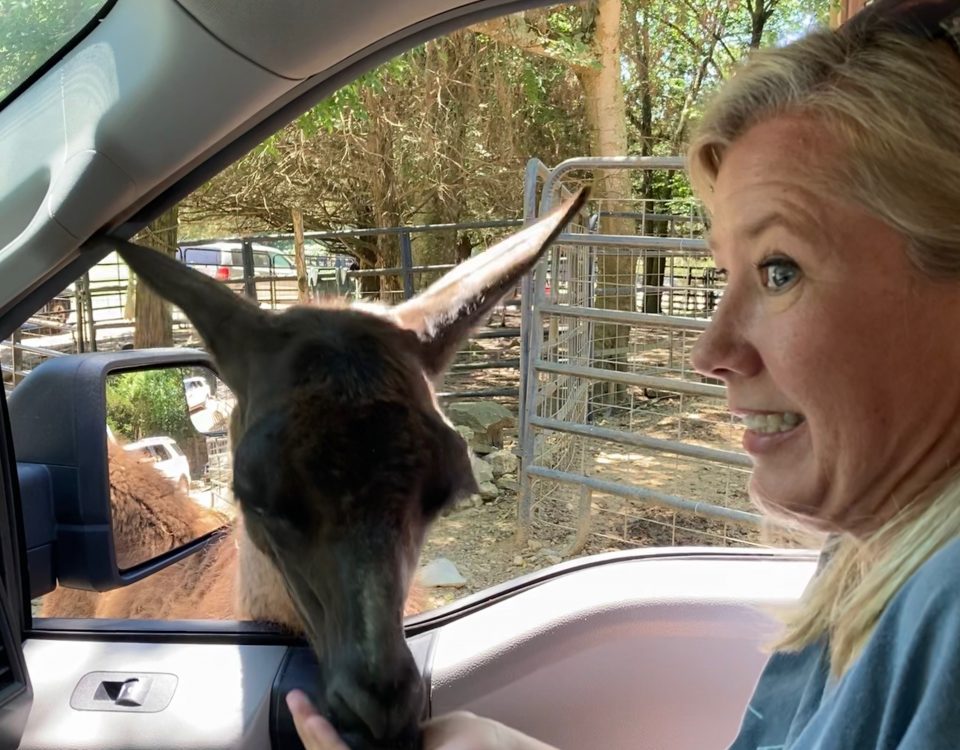 Antony's wife Bridgette freaking out with alpaca eating out of her hand through the car window