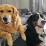 Melissa Amerine's dogs Molly and Tilly