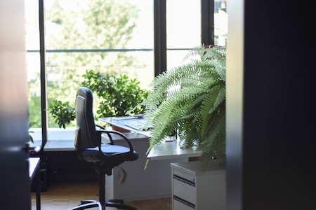 Large plant next to a black office chair and a large window.