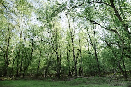 forest in Atlanta