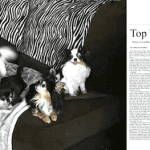 Pet Adoption Gift blog post