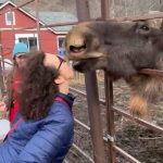 Jennifer Caywood kissing a moose